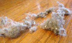 Featured image of post Digital Dust